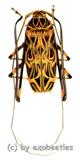 Acrocinus longimanus ( 45 – 49 )