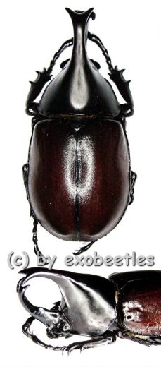 Xylotrupes gideon ssp.siamensis A1-