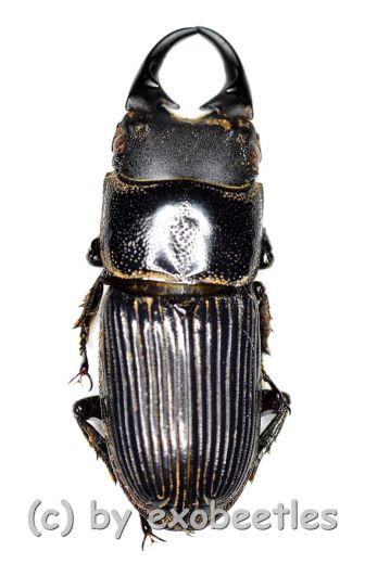 Aegus laevicollis laevicollis ( 15 - 19 )