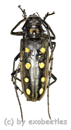 Batocera parryi ( 50 – 54 )