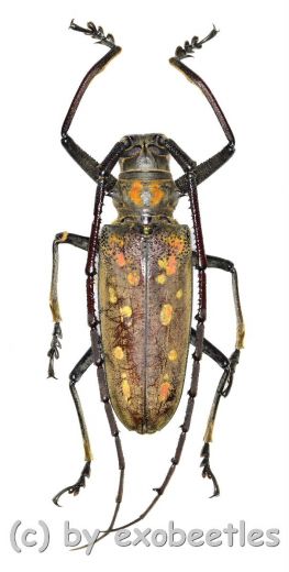 Batocera victoriana ( 55 – 59 )