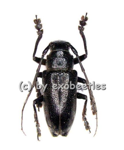 Cerambycidae spec. #23 ( 15 - 24 )