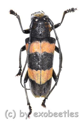 Cerambycidae spec. #56 ( 20 - 24 )