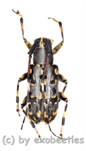 Cerambycidae spec. #60 ( 15 - 19 ) A2