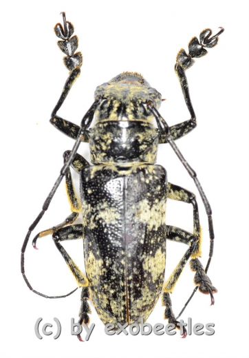 Cerambycidae spec. #62 ( 20 - 24 )