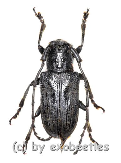 Cerambycidae spec. #64 ( 20 - 24 )