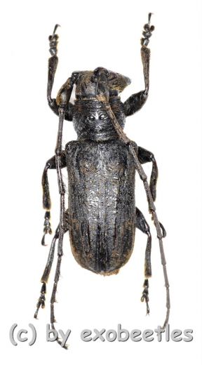 Cerambycidae spec. #64 ( 20 - 24 ) A2