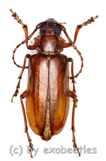 Cerambycidae spec. #72 ( 30 - 34 )