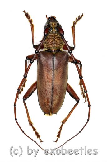 Cerambycidae spec. #78 ( 35 - 39 )