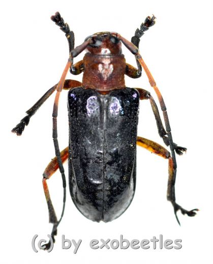 Cerambycidae spec. #81 ( 15 - 19 ) A2