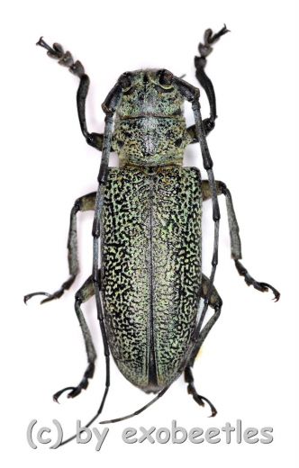 Cerambycidae spec. #82 ( 25 - 29 )