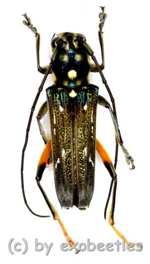 Cerambycidae spec. #83 ( 15 – 19 )