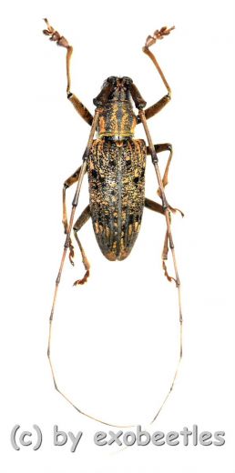 Cerambycidae spec. #89 ( 25 – 29 )