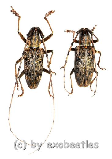 Cerambycidae spec. #89 ( M 25 – 34 ) A2