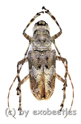 Cerambycidae spec. #90 ( 30 – 34 )