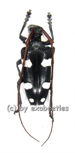 Cereopsius luctor