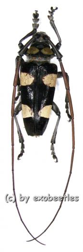 Cereopsius luhuanus