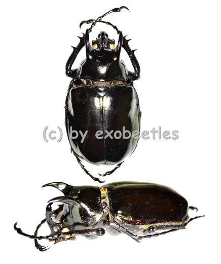 Chalcosoma atlas mantetsu ( 60 – 64 )