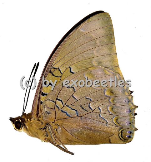 Charaxes bipunctatus A2