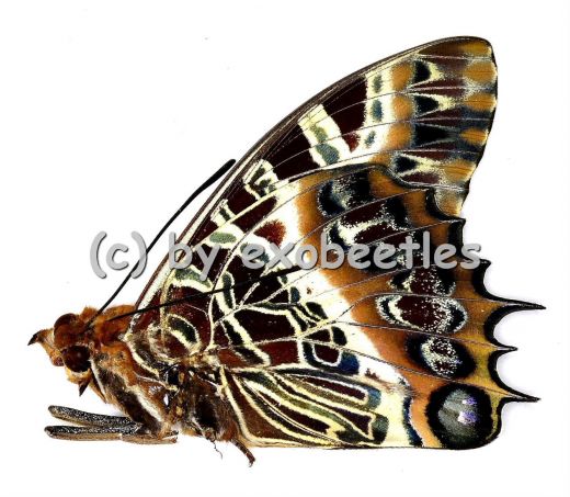 Charaxes pollux A2