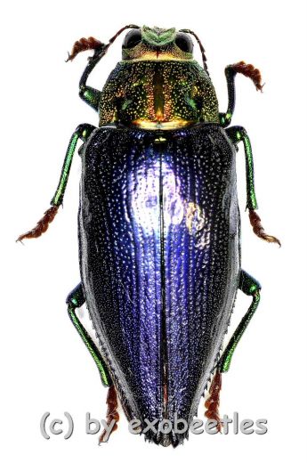 Chrysodema ( Gelaeus ) walkeri horaki ( 25 – 34 ) A2