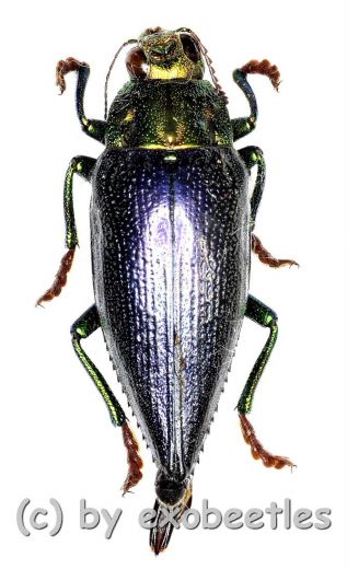 Chrysodema ( Gelaeus ) walkeri horaki ( 25 – 34 )