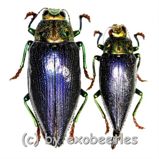 Chrysodema ( Gelaeus ) walkeri horaki ( 25 – 34 )