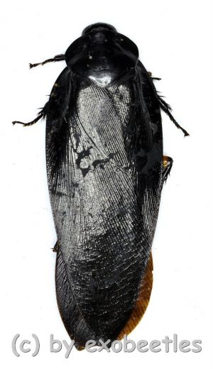 Cockroach spec. #2 ( 55 – 59 )