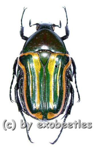 Coptomia mauritania fasciata ( 15 - 24 ) A2