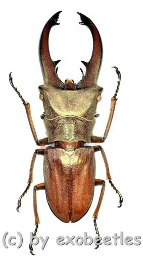 Cyclommatus canaliculatus consanguineus ( 25 – 29 )