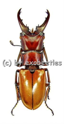 Cyclommatus strigiceps ssp.saltini ( 30 – 34 ) A1-