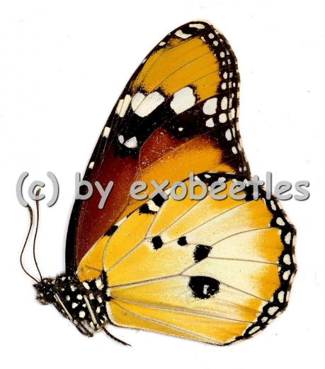 Danaus chrysippus alcippus A2