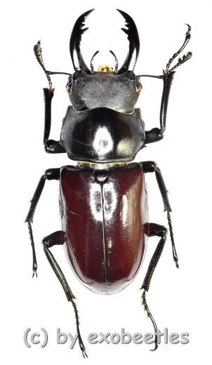 Dorcus ( Hemisodorcus ) arrowi lieni ( 40 – 44 )