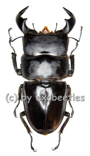 Dorcus bucephalus ( 65 – 69 )