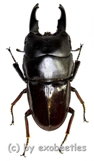 Dorcus detanii ( 45 – 49 )