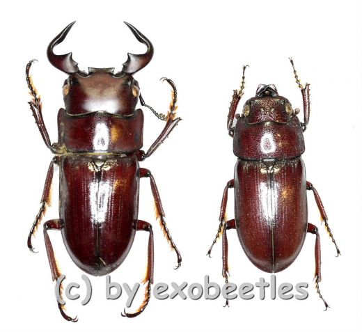 Dorcus ( Macrodorcas ) groulti ( 15 – 19 )