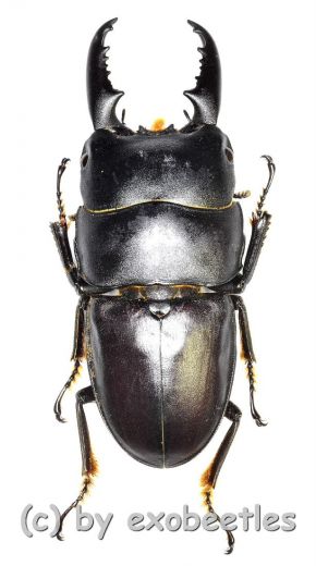 Dorcus ( Teledorcus ) intermedius intermedius ( 45 – 49 )