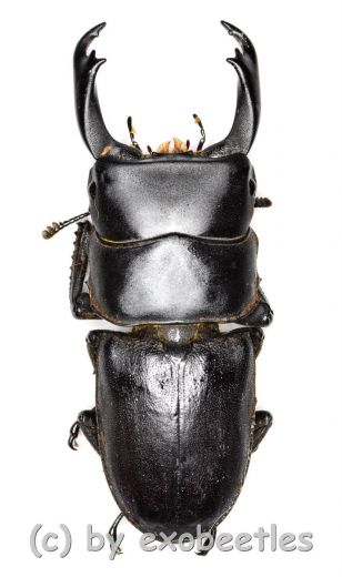 Dorcus reichei reichei ( 45 – 49 )