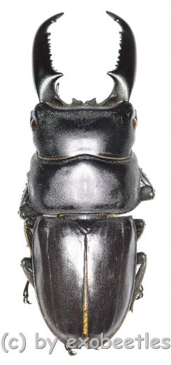 Dorcus titanus westermanni ( 55 – 59 )