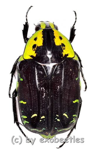 Euchroea coelestis peyrierasi ( 25 – 29 )