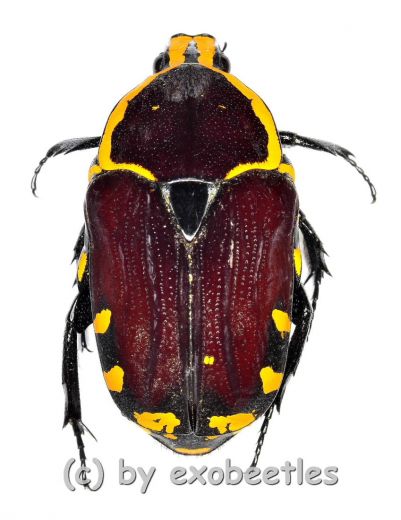 Euchroea oberthuri ( 25 – 29 )