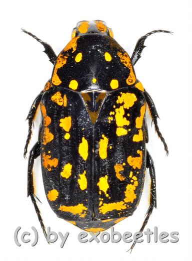 Euchroea vadoni ( 20 – 29 )