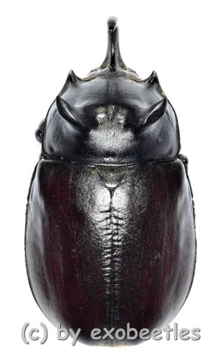 Eupatorus siamensis ( 45 – 49 )