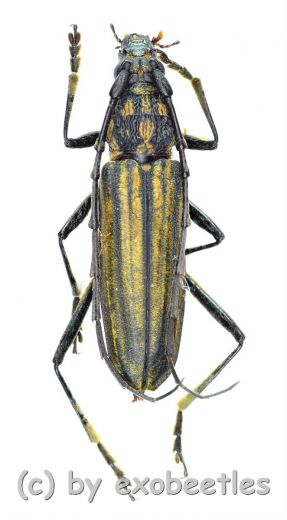 Gibbocerambyx aurevittatus ( 20 - 24 )