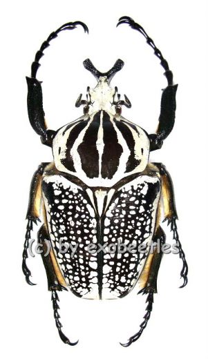 Goliathus orientalis ( 90 – 94 )