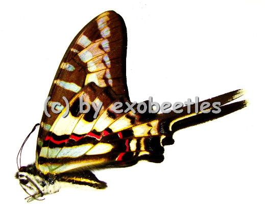 Graphium policenes