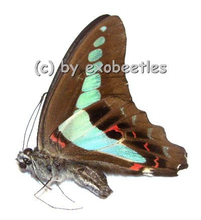 Graphium sarpedon sarpedon A2