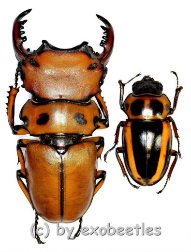 Homoderus mellyi ( 35 – 39 )