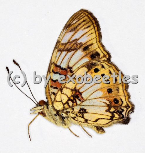 Junonia sophia sophia A2