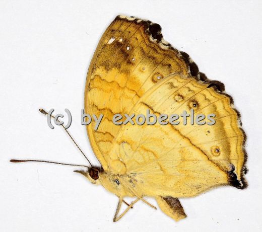 Junonia terea terea